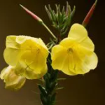 Масло от вечерна иглика - разкрасяващата сила на жълтите цветя