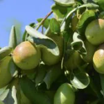 Масло от жожоба - идеален продукт за коса и всеки тип кожа