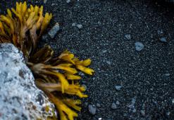 Косите по Целия Свят. Част 7: Грижа за Косата в Антарктически и Арктически Стил