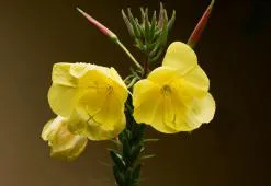 Масло от вечерна иглика - разкрасяващата сила на жълтите цветя